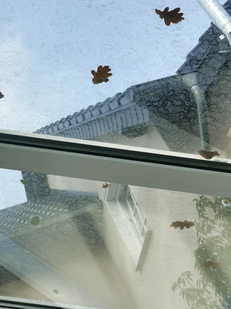 Ein Blick durch ein Dachfenster zeigt Laubblätter und eine Hauswand im Hintergrund. Die Blätter scheinen auf dem Fenster zu liegen, während die Hauswand und das Dach des Hauses im Hintergrund verschwommen sind.