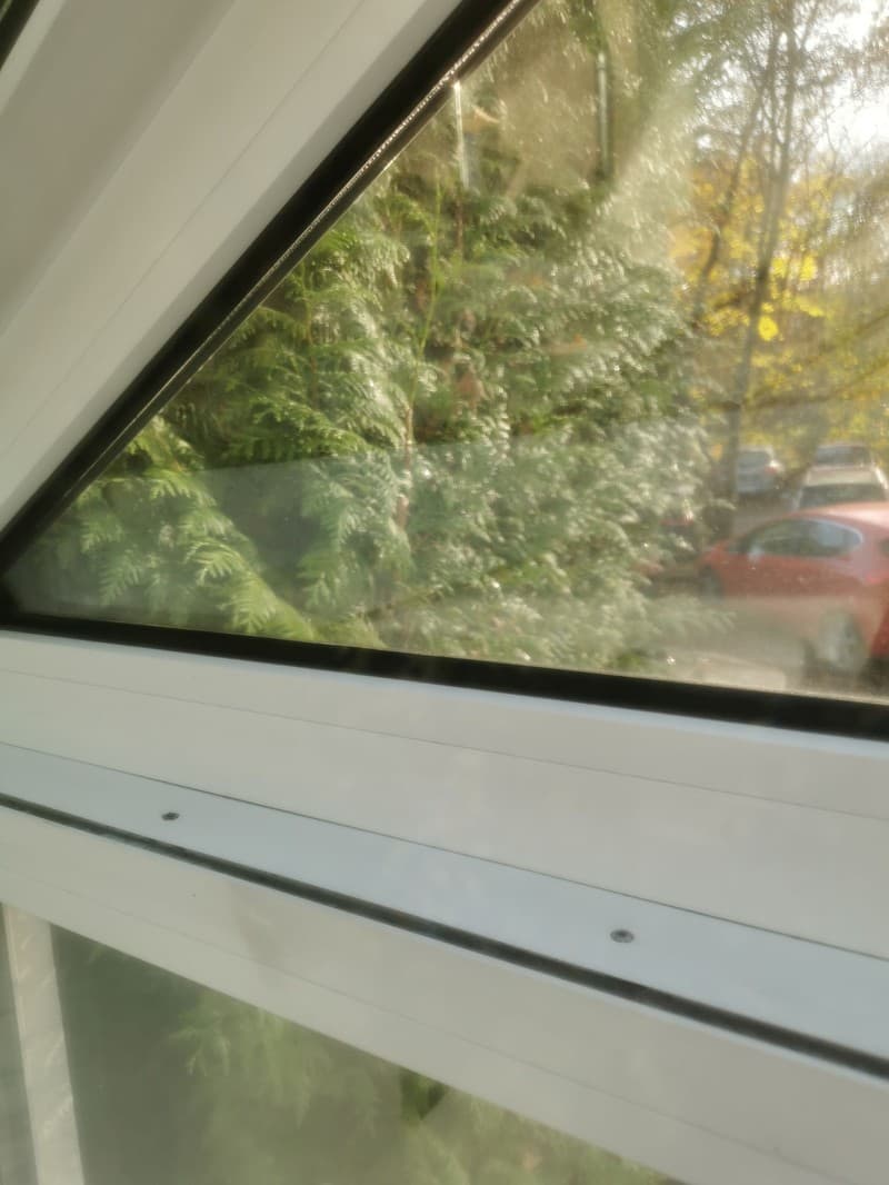 Ein Fenster mit Blick auf einen Garten mit üppigem Grün und einem roten Auto im Hintergrund. Das Fenster ist weiß und hat einen schwarzen Rahmen.